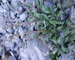Phacelia egena