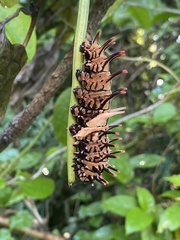 Troides aeacus