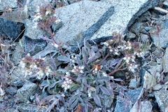 Phacelia egena