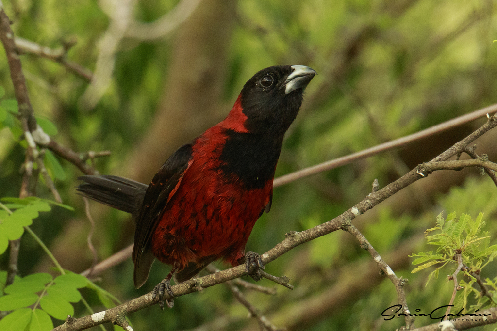 Crimson-collared Grosbeak photo