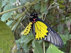 Troides aeacus