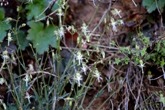 Silene lemmonii