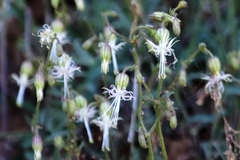 Silene lemmonii