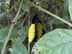 Troides aeacus