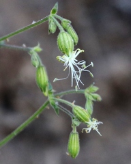 Silene lemmonii