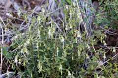 Silene lemmonii