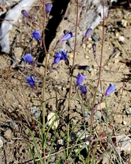 Penstemon heterophyllus purdyi
