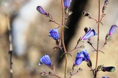 Penstemon heterophyllus purdyi