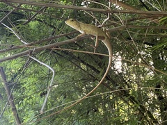 Calotes versicolor