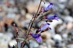 Penstemon heterophyllus purdyi