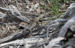 Aspidoscelis neotesselatus