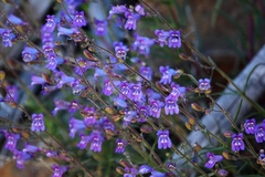Penstemon heterophyllus purdyi