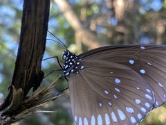 Euploea core