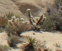 Cylindropuntia chuckwallensis
