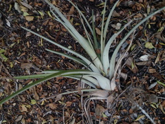 Tillandsia huamelulaensis