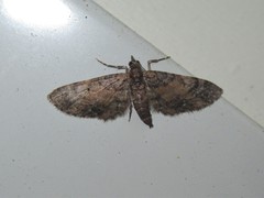 Eupithecia palpata