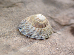 Bembicium vittatum