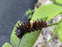 Troides aeacus