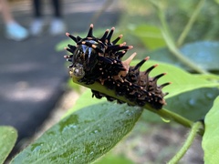 Troides aeacus