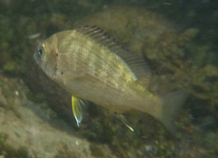 Acanthopagrus butcheri