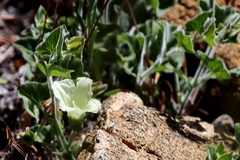 Calystegia malacophylla