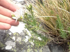 Linum monogynum monogynum