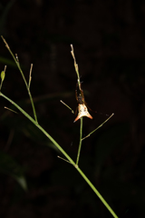 Micrathena sanctispiritus