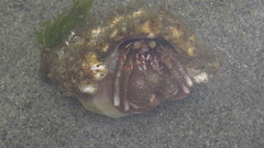 Pagurus ochotensis