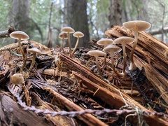 Baeospora