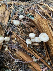 Baeospora