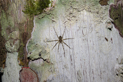 Gephyroctenus philodromoides