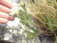 Linum monogynum monogynum