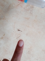 Centruroides ochraceus