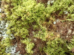 Paraleucobryum longifolium