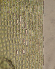 Paraleucobryum longifolium