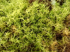 Paraleucobryum longifolium