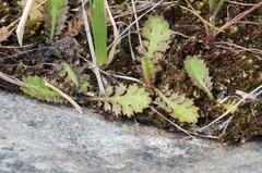 Leptinella squalida