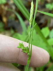 Carex hirtifolia