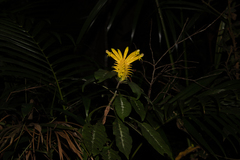 Aphelandra chamissoniana