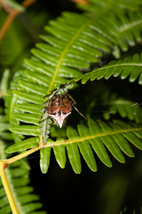 Verrucosa scapofracta