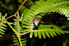 Verrucosa scapofracta