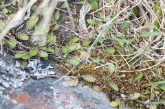 Leptinella squalida