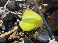 Catopsilia pomona