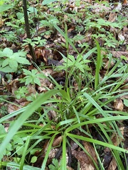 Carex hirtifolia