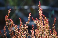 Lepidium virginicum virginicum