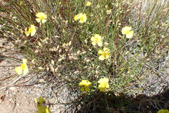 Crocanthemum aldersonii