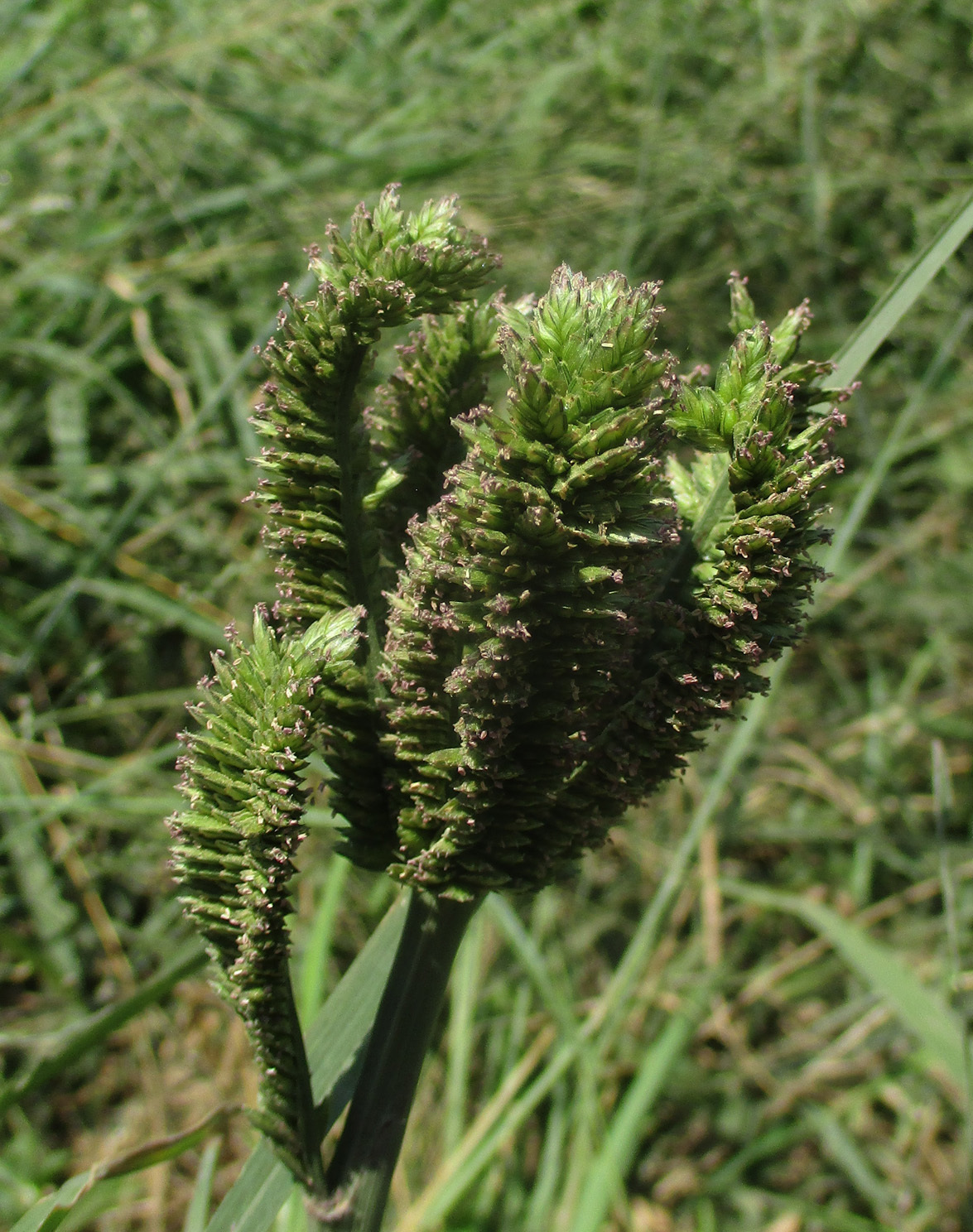 (c) Botswanabugs, certains droits réservés (CC BY-NC) https://www.inaturalist.org/observations/80821283