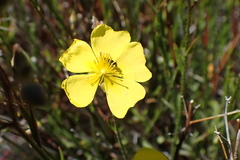 Crocanthemum aldersonii