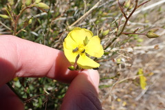 Crocanthemum aldersonii