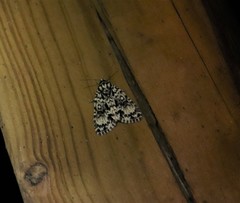 Acronicta fragilis